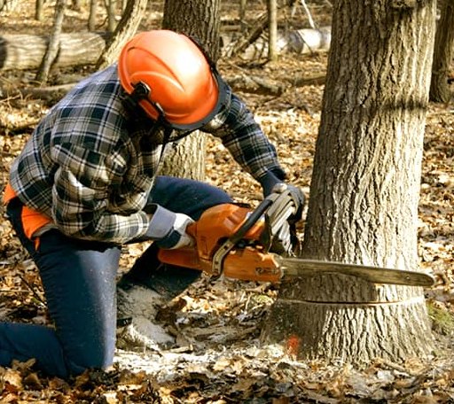 Tree Removal in Gilmanton, NH